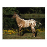 Appaloosa Horse Standing by Lake Post Card