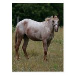 Appaloosa Horse Standing in the Grass Post Card
