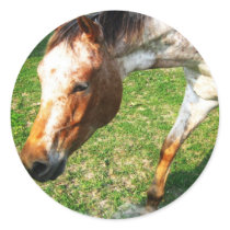 Appaloosa Horse Sticker