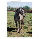 Appaloosa horses cards