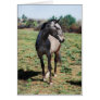 Appaloosa horses cards