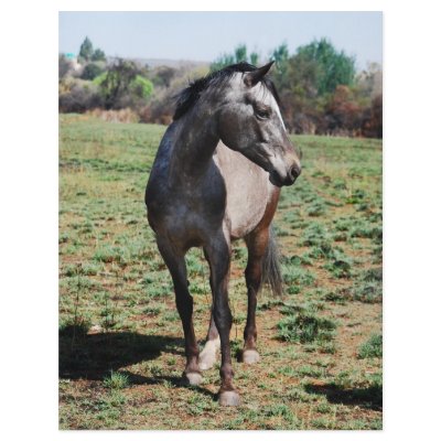 Appaloosa horses flyers by laureenr