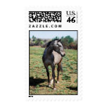 Appaloosa horses postage