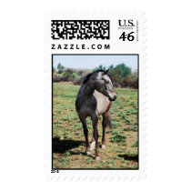 Appaloosa horses postage stamp