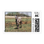 Appaloosa horses postage stamp