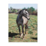 Appaloosa horses postcards