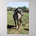 Appaloosa horses print