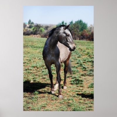 Appaloosa horses print by laureenr