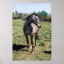 Appaloosa horses print