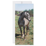 Appaloosa horses custom rack card