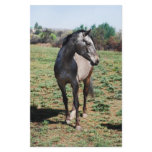 Appaloosa horses stationery paper