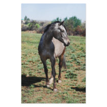 Appaloosa horses stationery paper