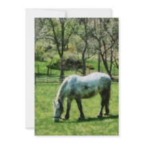 Appaloosa in Pasture Invitation