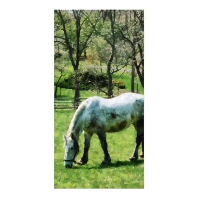 Appaloosa in Pasture Photo Card by SusanSavad