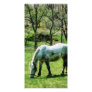 Appaloosa in Pasture Photo Card