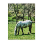Appaloosa in Pasture Postcards