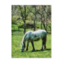 Appaloosa in Pasture Postcards