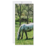 Appaloosa in Pasture Custom Rack Card