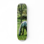 Appaloosa in Pasture Skateboard Deck