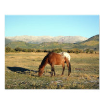 Appaloosa in the Rocky Mountains Art Photo