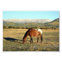 Appaloosa in the Rocky Mountains Photograph
