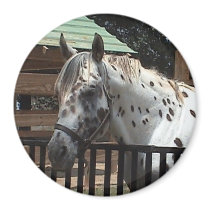 Appaloosa Magnet