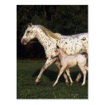 Appaloosa Mare And Foal in Field Postcards