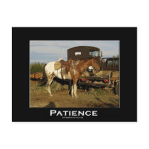 Appaloosa Motivational Gifts postcards