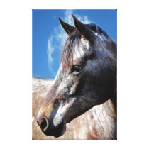 Appaloosa photo profile stretched canvas print