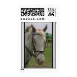 Appaloosa Postage