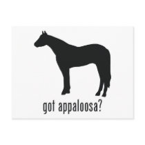 Appaloosa Postcard