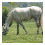 Appaloosa que pasta comunicado