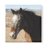 Appaloosa Spotted Horse Spirit - Nez Perce Friend Refrigerator Magnets