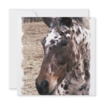 Appaloosa Stallion Invitation