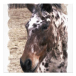 Appaloosa Stallion Invitation