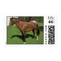 Appaloosa Stallion postage by Trebor43 Appaloosa Stallion postage