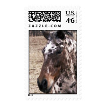 Appaloosa Stallion Postage Stamp
