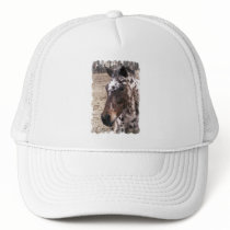 Appaloosa Stallions Baseball Hat