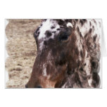 Appaloosa Stallions Greeting Card