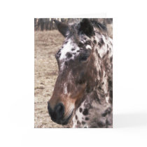 Appaloosa Stallions Greeting Card