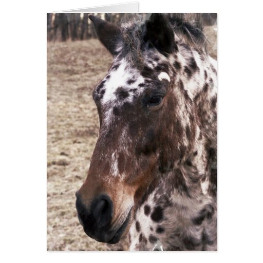Appaloosa Stallions Greeting Card