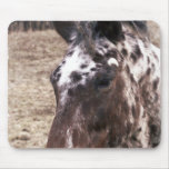Appaloosa Stallions Mouse Pad