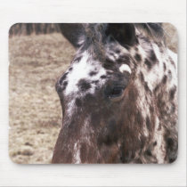 Appaloosa Stallions Mouse Pad