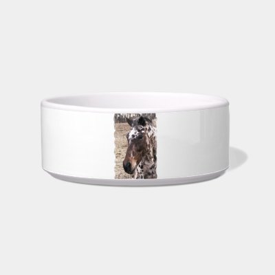 Appaloosa Stallions Pet Bowl Cat Bowls by HorseStall
