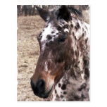 Appaloosa Stallions Postcard