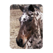 Appaloosa Stallions Premium Magnet