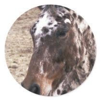 Appaloosa Stallions Stickers