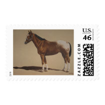 Appaloosa Standing Stamps