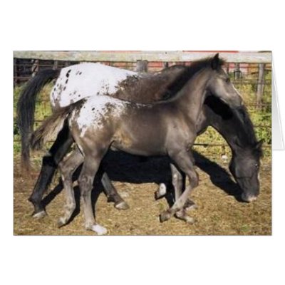 Appalosa mare & foal greeting card by UnitedPegasus