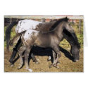Appalosa mare & foal cards by UnitedPegasus Appalosa mare & foal cards